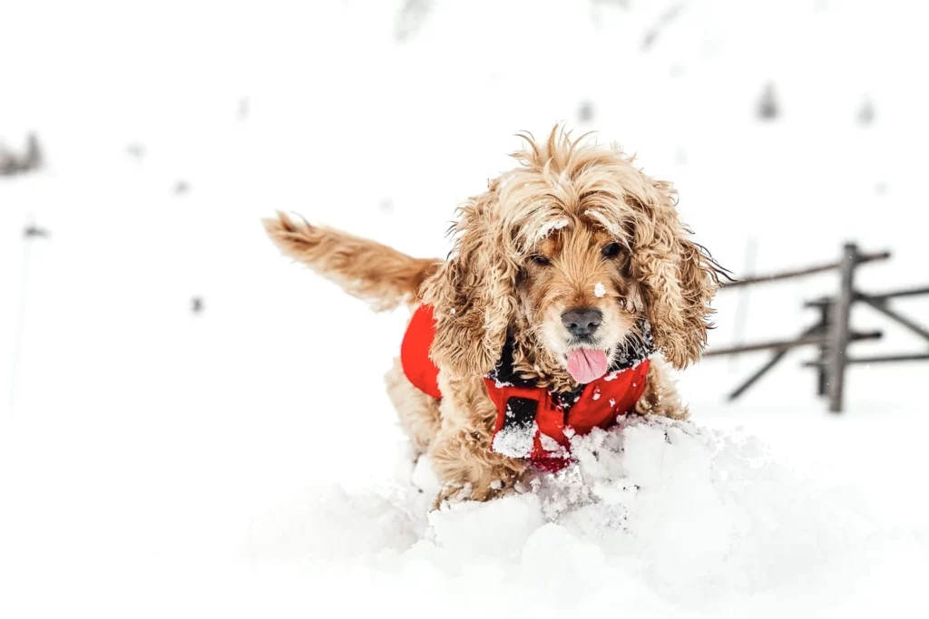 Petit chien sous la neige à Tignes
