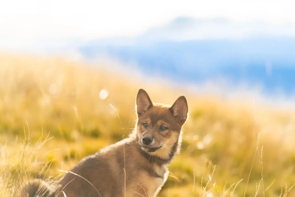 Chien Shiba inu en montagne