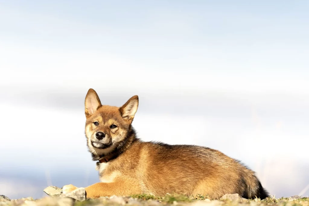 Chien japonais au dessus d'une vue de nuage en montagne