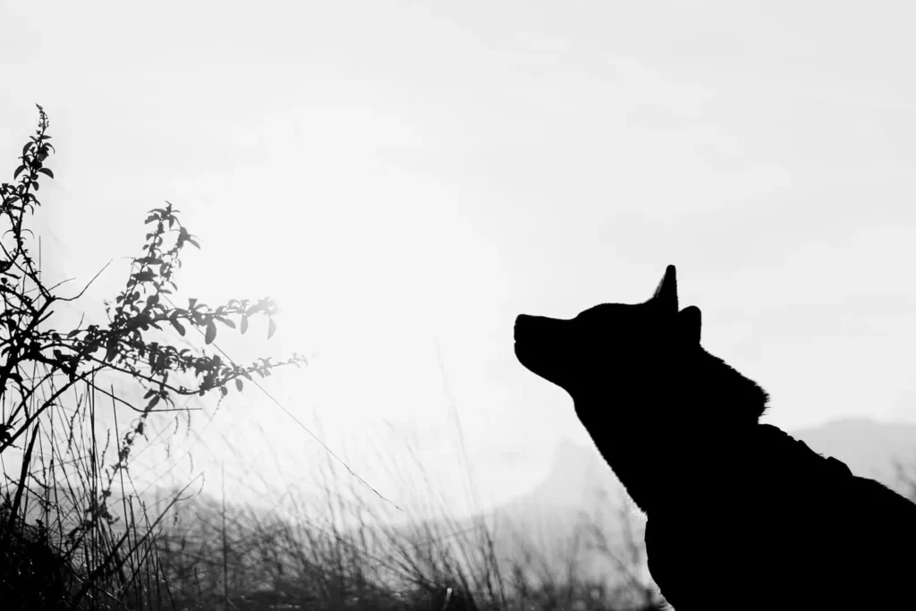 Silhouette noir et blanc d'un chien en montagne