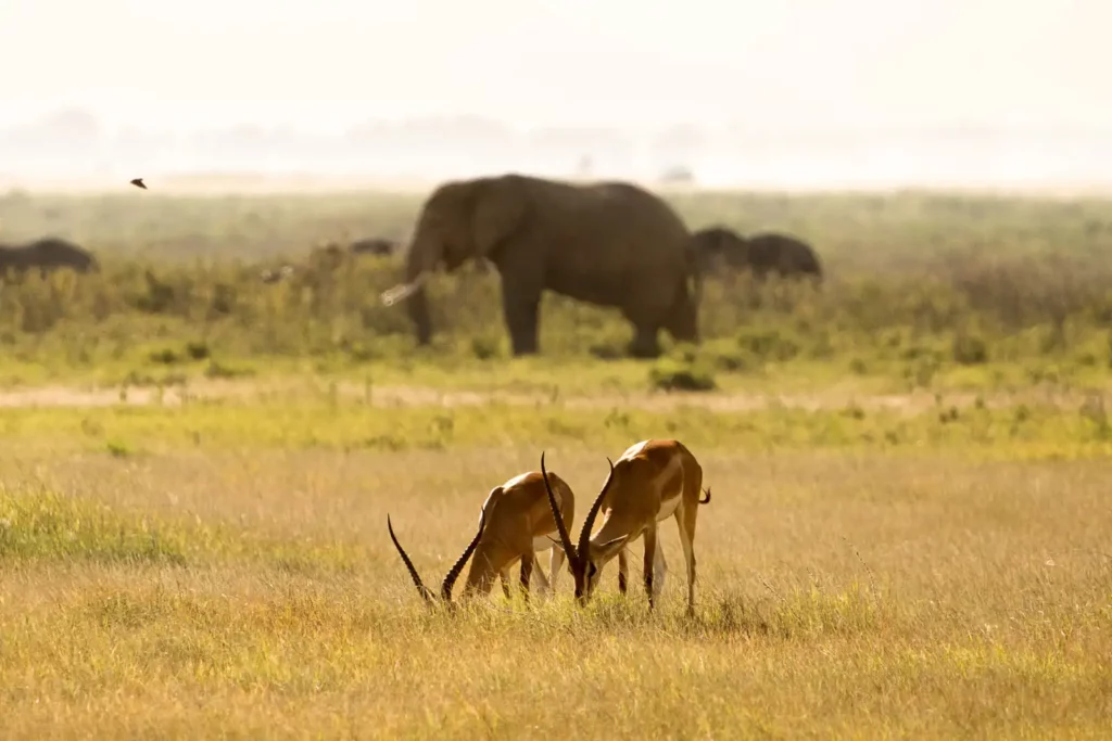 Entre gazelles et éléphants, paysage d'animaux au couché de soleil