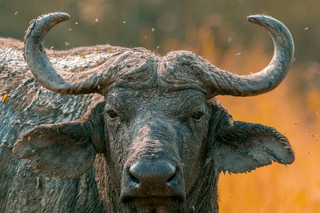 Portrait d'un buffle dans la savane