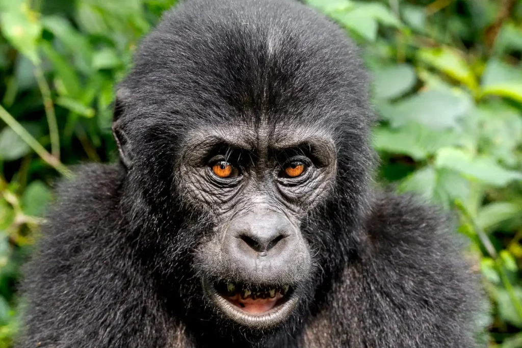 Portrait d'un bébé gorille au Ouganda