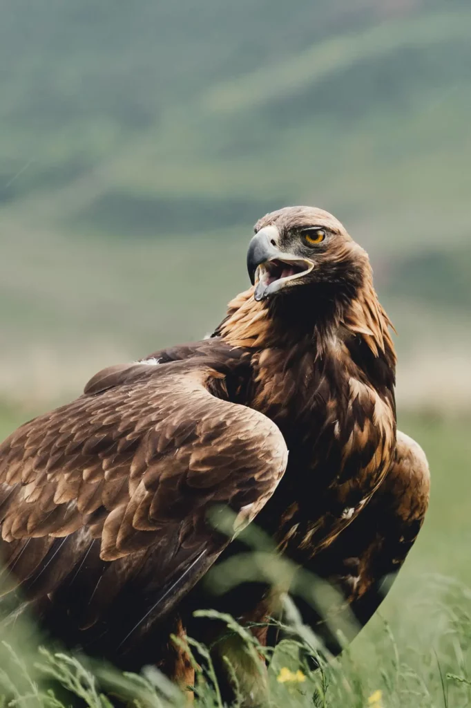 Portrait d'un aigle en Asie central