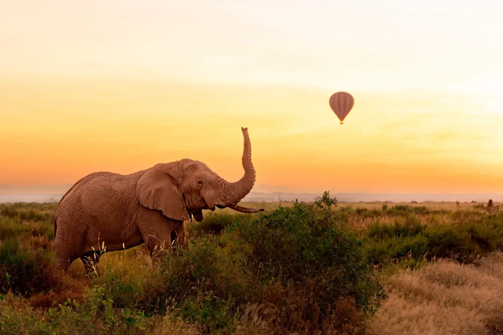 Elephant levant sa trompe sous le couché du soleil du Kenya