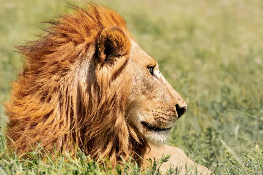Photographie animalière (faune sauvage)