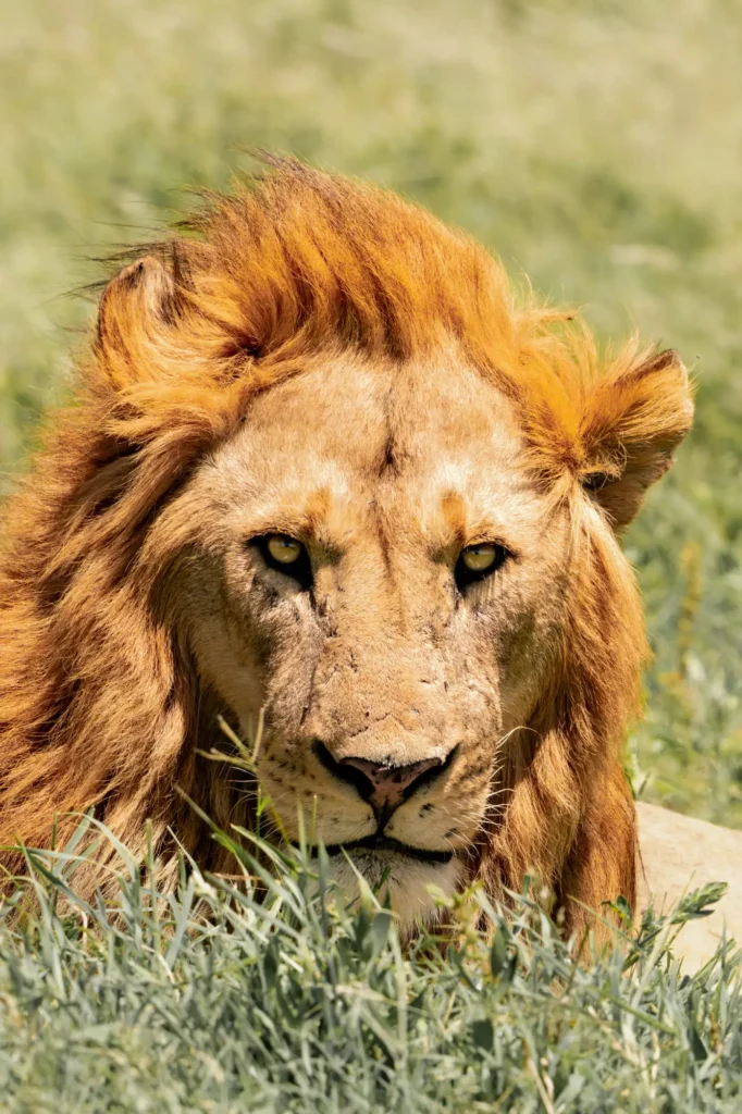 Portrait d'un lion majestueux en Tanzanie