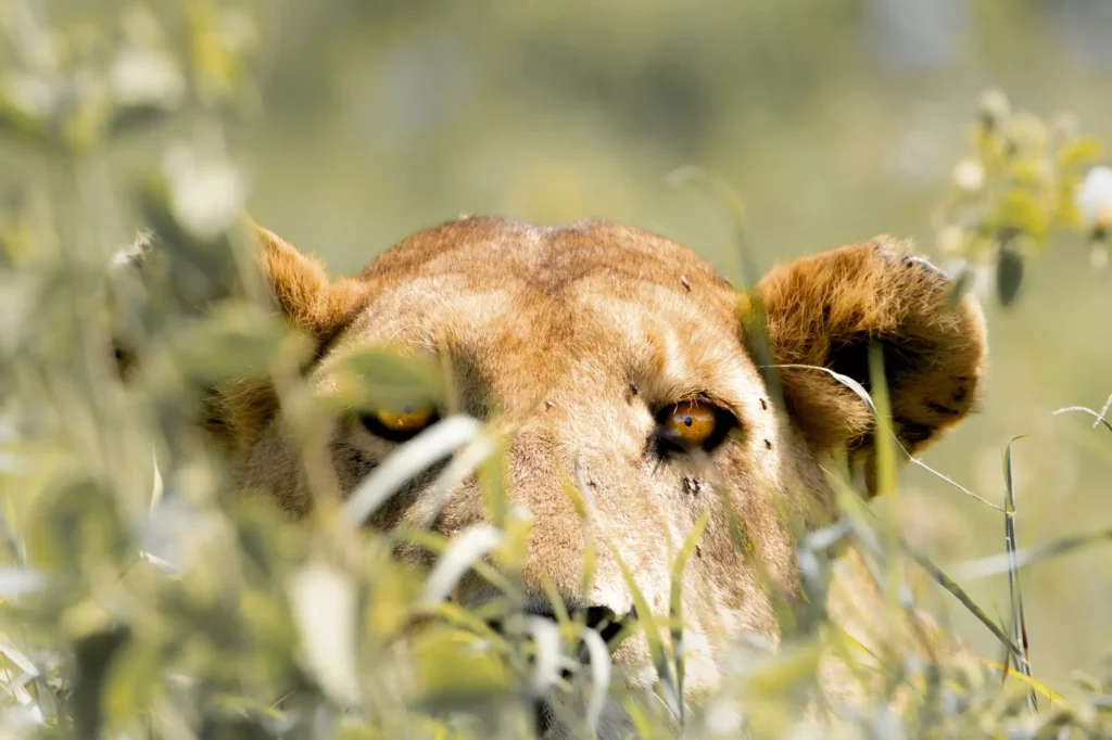 Une lionne cachée dans les feuillages en Tanzanie, seul son regard est dévoilé