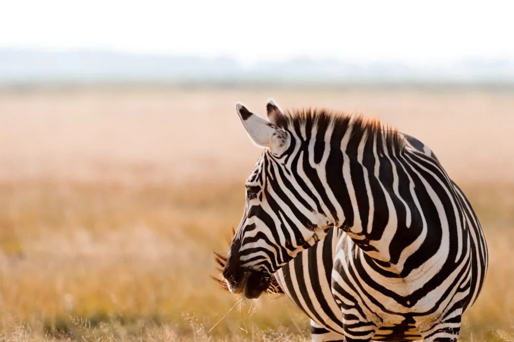 Un zèbre dans la savane à la lumière doré
