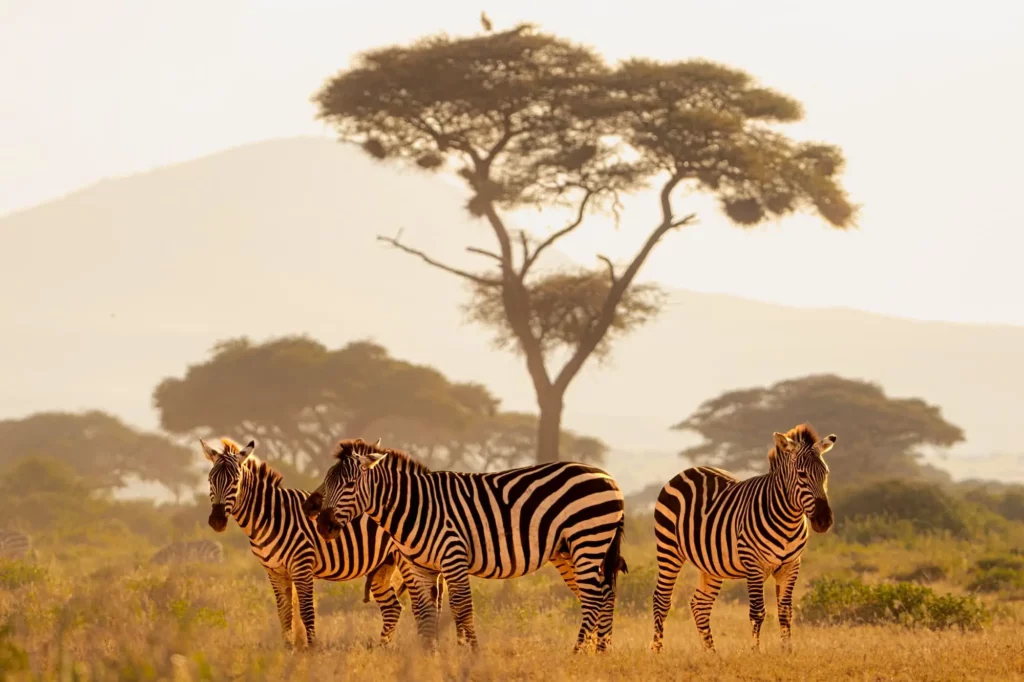 Zèbre au coucher du soleil au Kenya