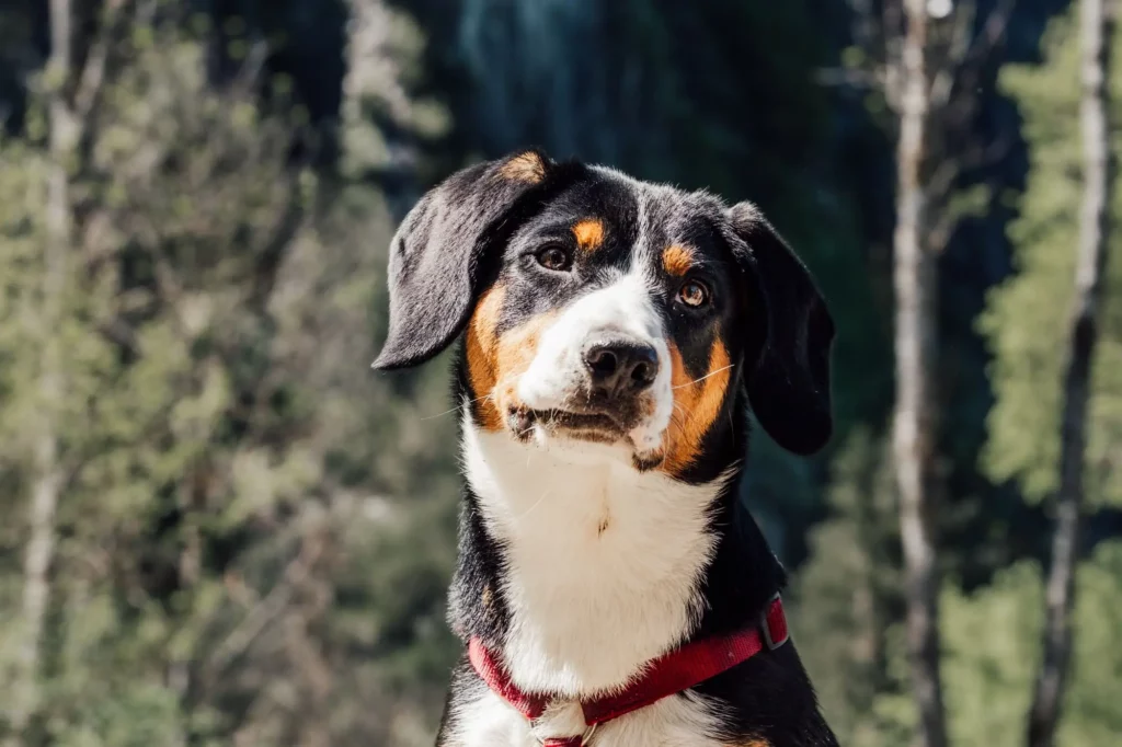 Photographie animalière (animaux de compagnie)