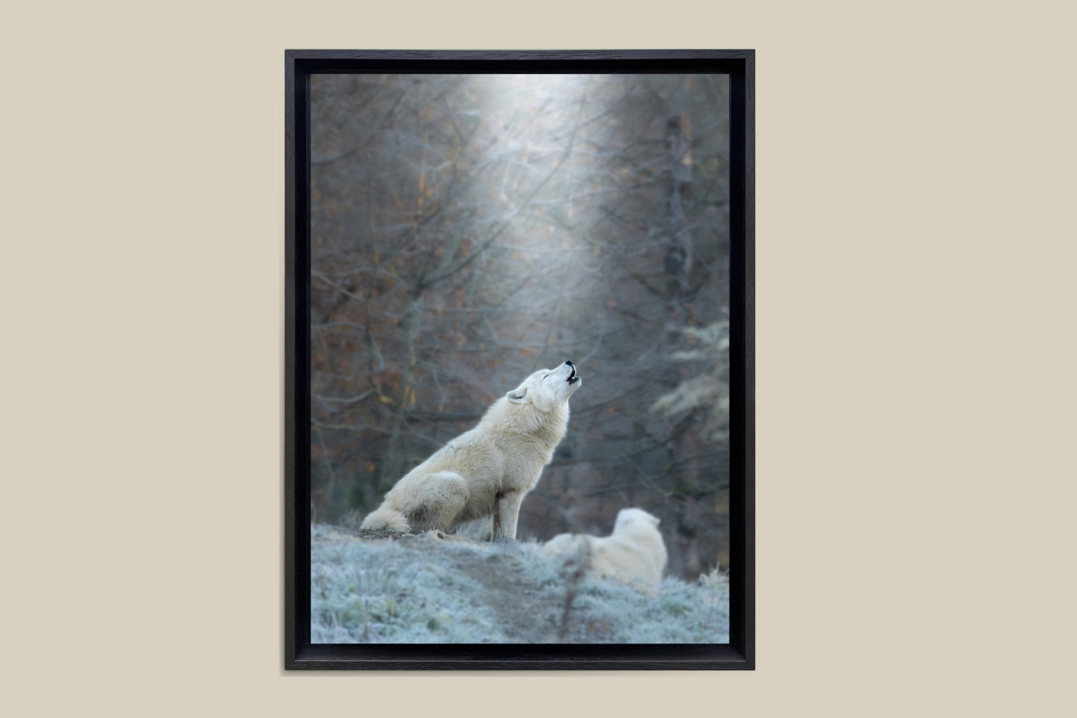 Appel du Loup Blanc