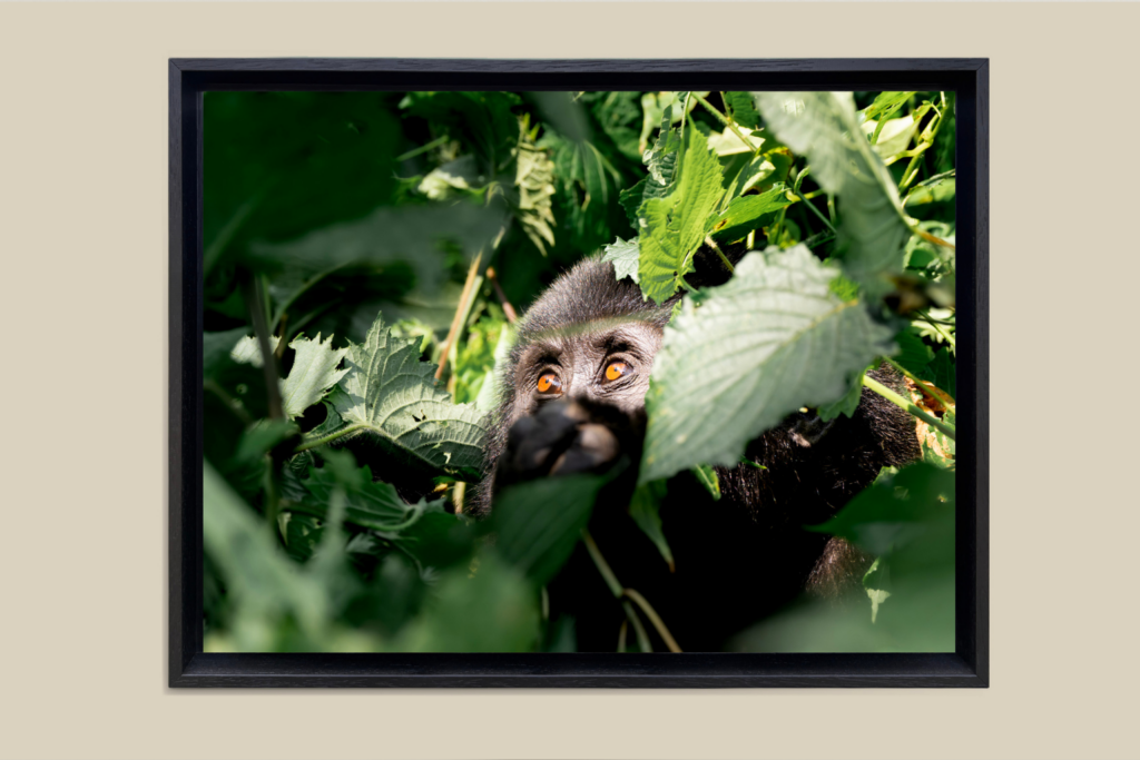 photographie animaux sauvages