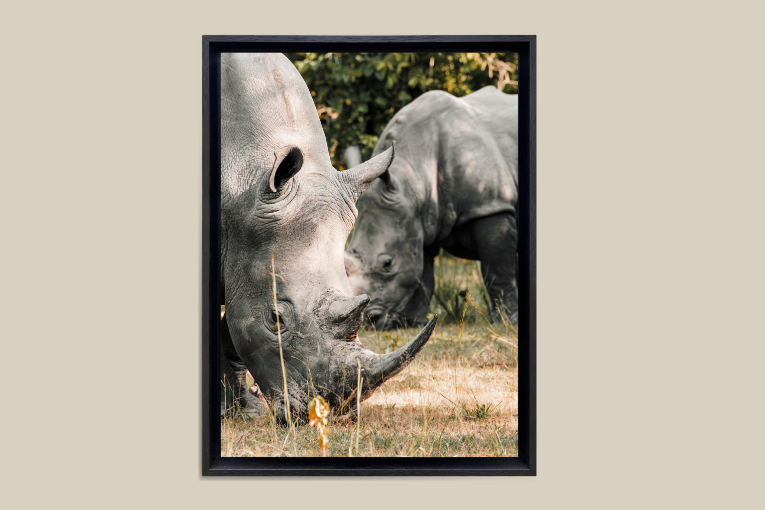 photographie animaux sauvages