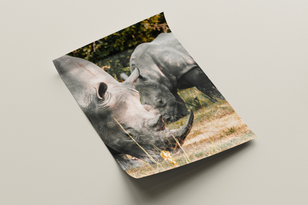 photographie animaux sauvages