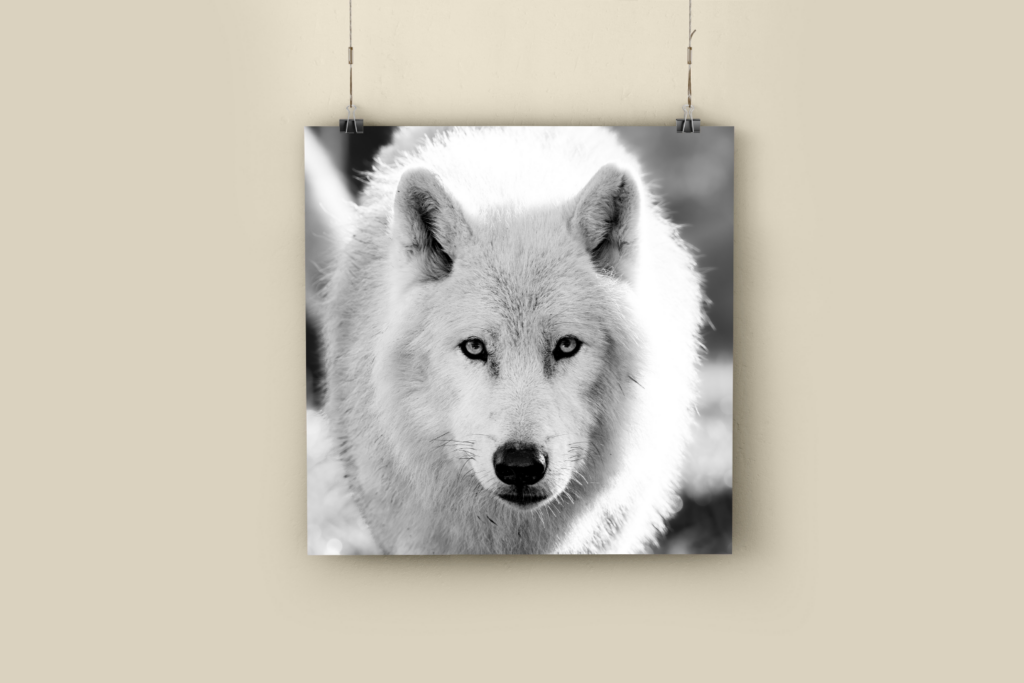 photographie animaux sauvages