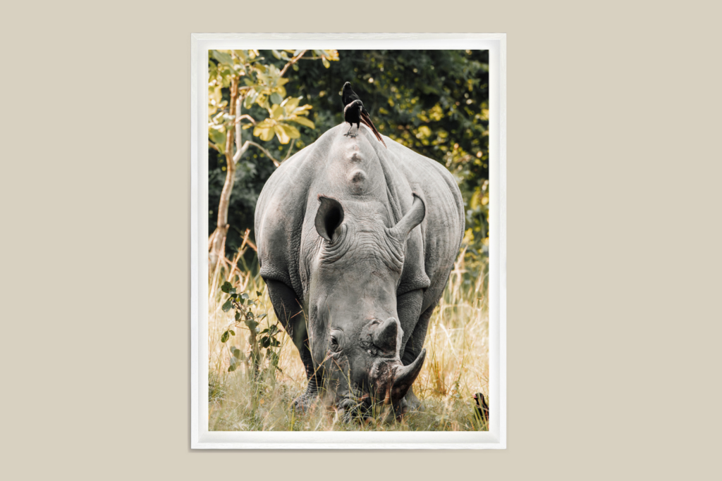 photographie animaux sauvages