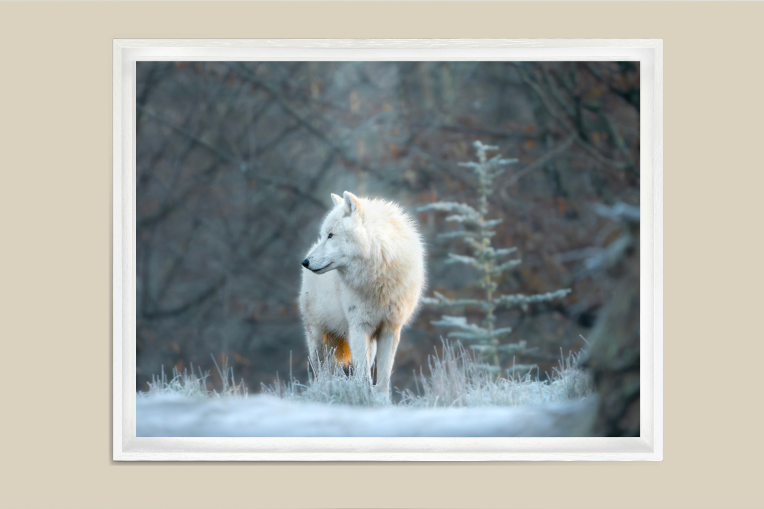 Esprit arctique