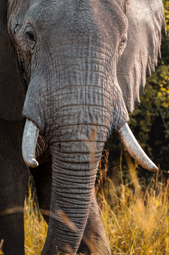 photographie animaux sauvages