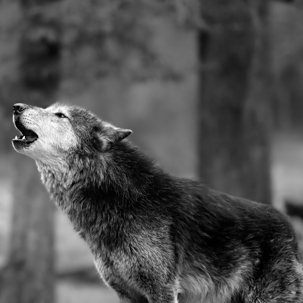 photographie animaux sauvages
