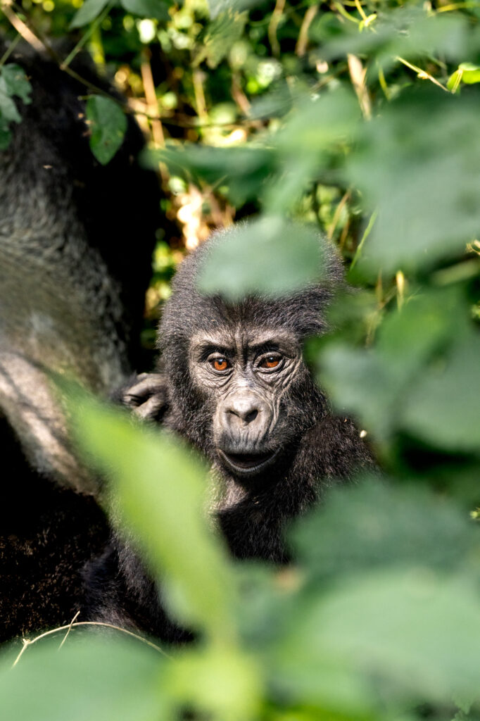 photographie animaux sauvages