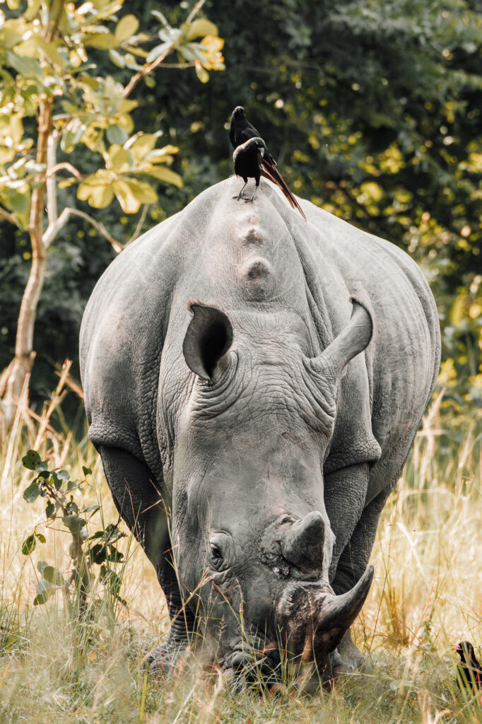 photographie animaux sauvages